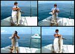 (21) montage (black tip shark).jpg    (1000x720)    310 KB                              click to see enlarged picture